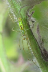 Tetragnatha squamata
