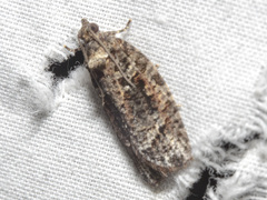 Thrincophora signigerana