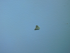 Idaea philocosma