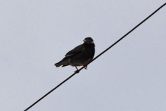 Spodiopsar cineraceus