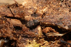 Ulorhinus bilineatus
