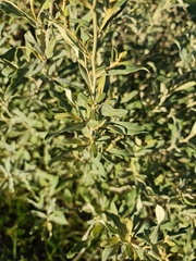 Boscia albitrunca