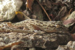 Hemidactylus kushmorensis