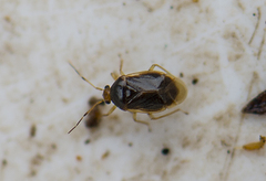 Monalocoris filicis