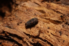 Ulorhinus bilineatus