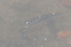 Aplocheilus