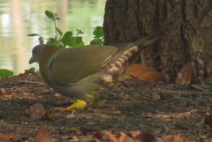 Treron phoenicopterus