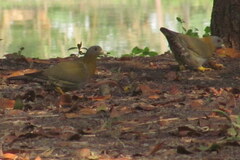 Treron phoenicopterus