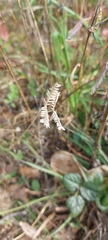 Eleusine tristachya