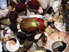 Anoplognathus viridiaeneus