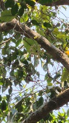 Hoya