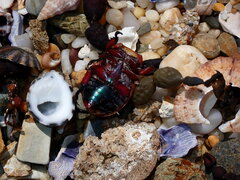 Anoplognathus viridiaeneus