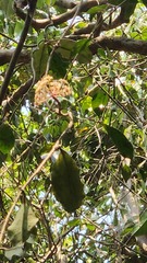 Hoya