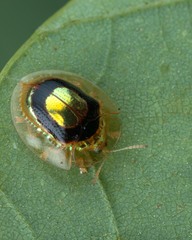 Charidotella