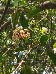Hoya