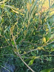 Olea europaea cuspidata