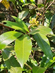 Gomphia serrata