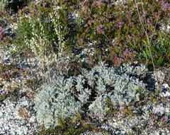 Artemisia hololeuca