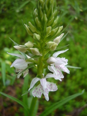 Dactylorhiza maculata