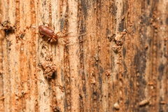 Ptinus