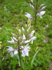 Dactylorhiza maculata