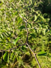 Ziziphus mucronata