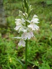 Dactylorhiza maculata