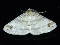 Syneora hemeropa