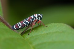 Agrosoma placetis