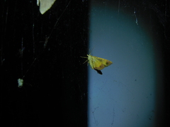 Chrysolarentia mecynata