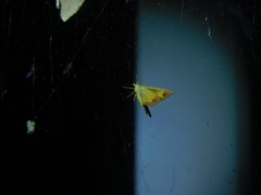 Chrysolarentia mecynata