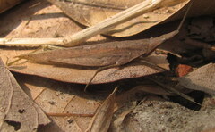 Atractomorpha lata