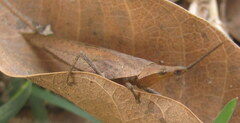 Atractomorpha lata