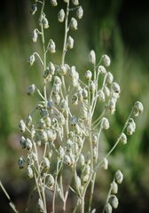Artemisia hololeuca