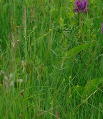 Carex panicea