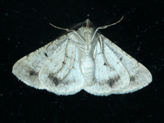 Syneora hemeropa