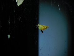 Chrysolarentia mecynata