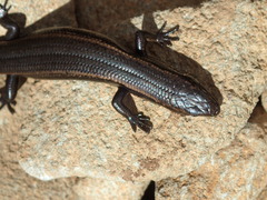 Carinascincus