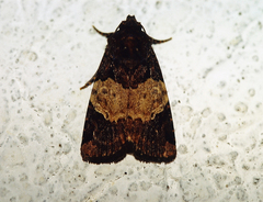 Hampsonodes naevia