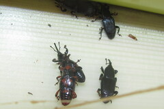 Odoiporus longicollis