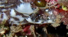 Ascidiacea