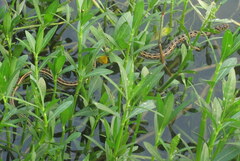 Amphiesma stolatum