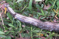 Enhydris enhydris