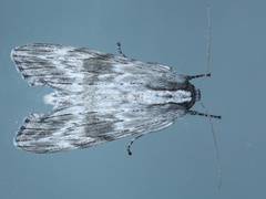Capusa senilis