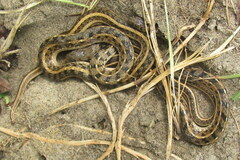 Amphiesma stolatum