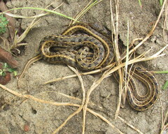 Amphiesma stolatum
