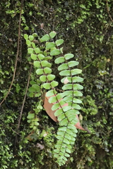 Asplenium trichomanes