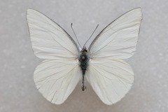 Appias albina