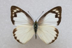 Appias albina