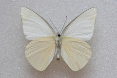 Appias albina